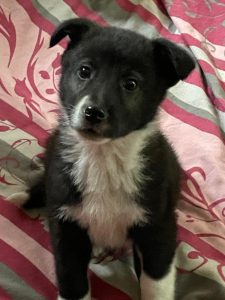 618975588_1301205802032124_5406427413685286956_n